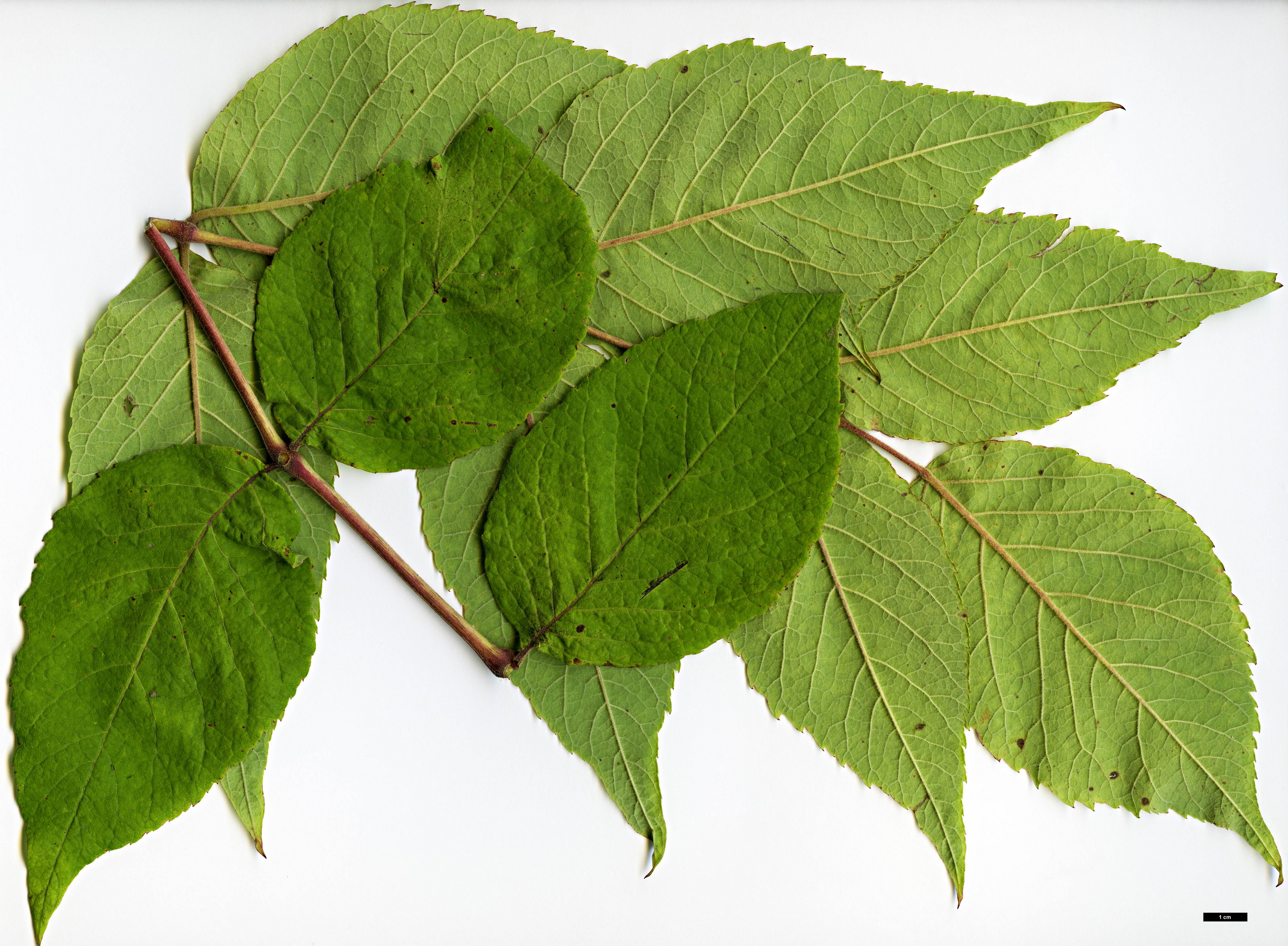 High resolution image: Family: Araliaceae - Genus: Aralia - Taxon: elata